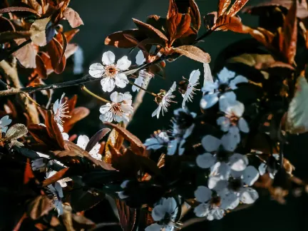 Glimmer Kasyno Aplikacja mobilna